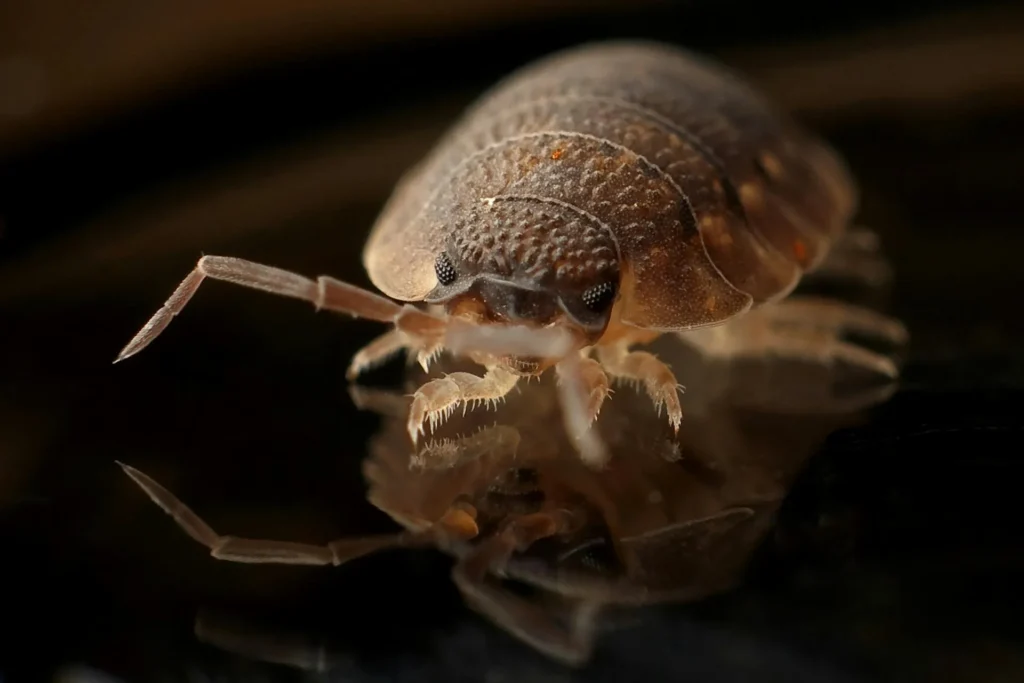 Bed-Bug-Treatment - Irvington Pest Control Pros | Irvington, NJ | 862-319-3544